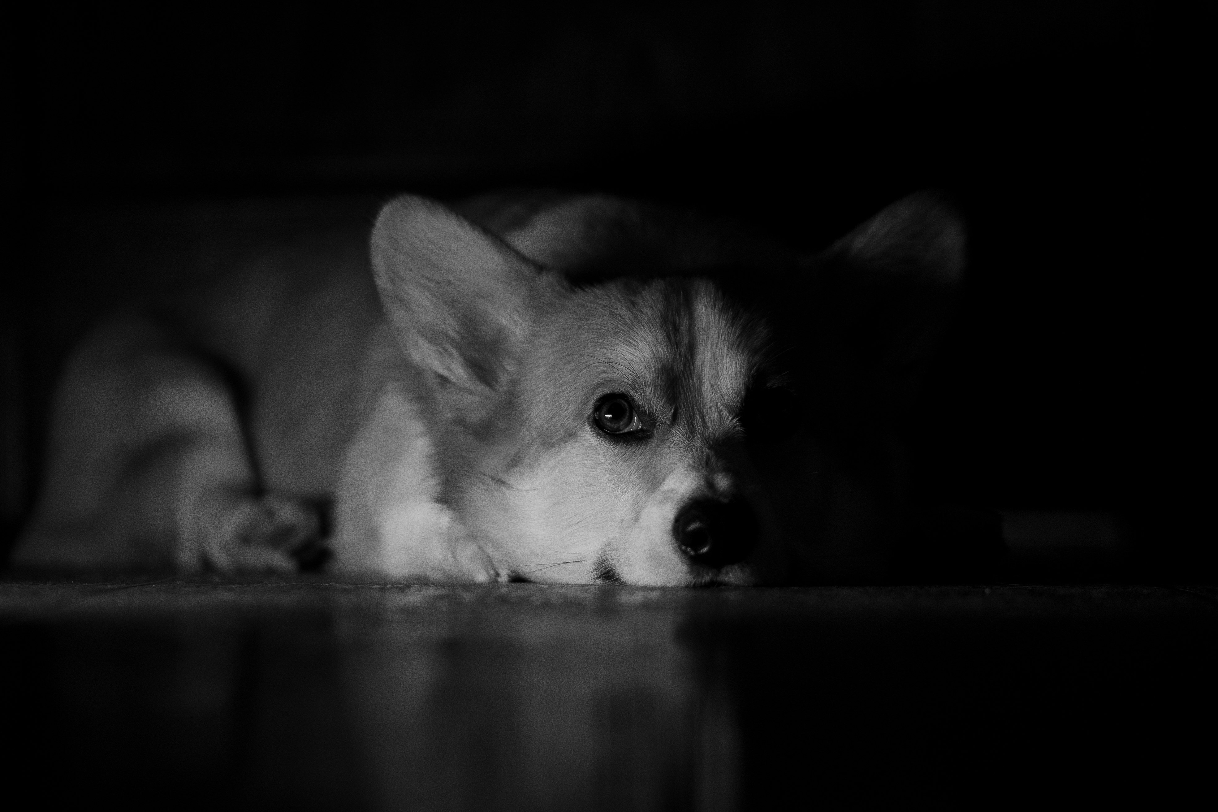 white and brown dog lying on floor